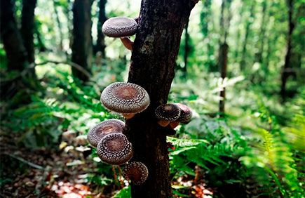 ¿Conoces a este entamador? SHIIT-ASTUR-CAPRICHOS DE SHIITAKE